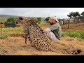 Gabriel The Cheetah Gets Lookout Mound Rock Free &amp; Pond Cleared Of Killer Bees By Hand | BIG CAT Luv