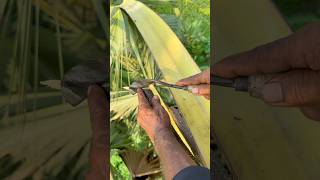 Palm Tree Sap Harvesting Sweet Juice Collection Full Process. #viral #foryou #youtubeshorts #shorts