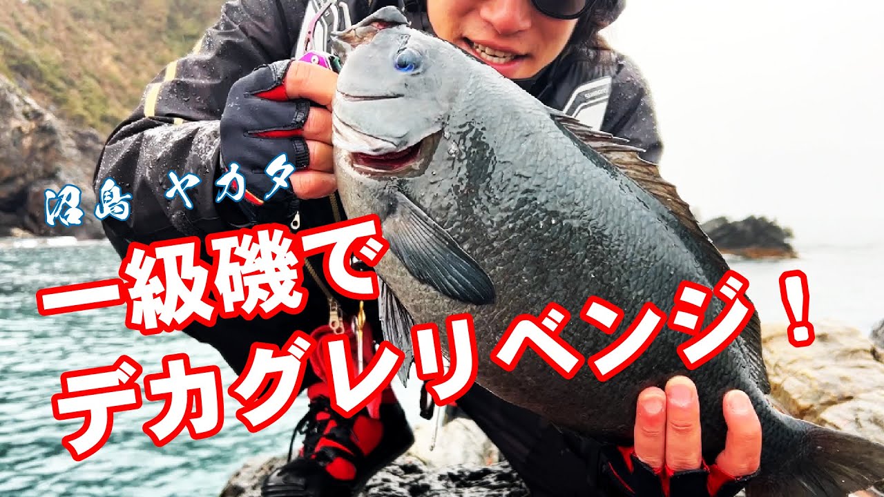 沼島 一級磯でリベンジマッチ！デカグレが上がる！！