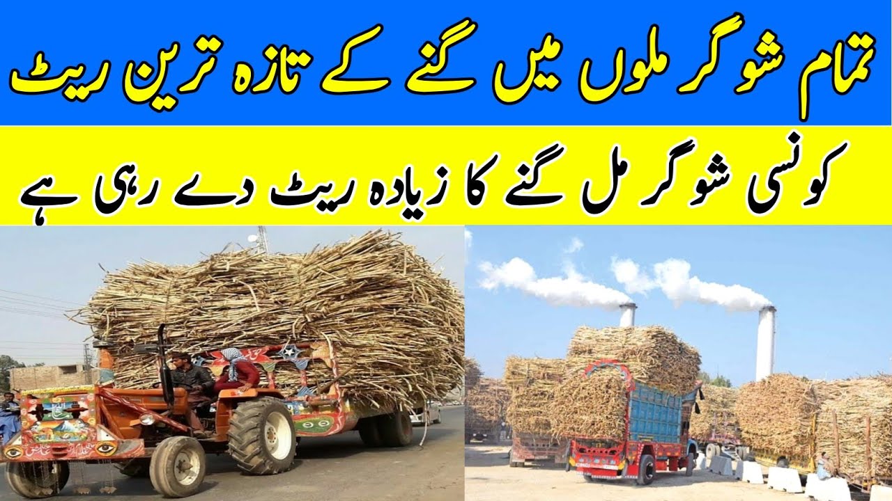 New Sugarcane Rates 2022 |All Sugar Mills sugarcane Rates |New Sugarcane Prices | Sugarcane New Rate