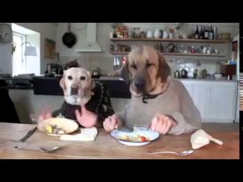 Video Anjing Lucu Gokil Bikin Ketawa Youtube
