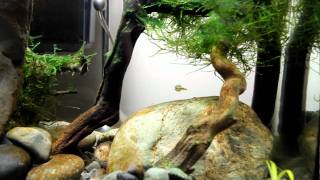 Dwarf Puffer Fish Feast in 5gal Biotope