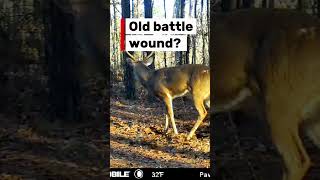 🚨 Hunters Can't Agree On This Buck... What's Your Diagnosis? 🦌 #deerhunting #whitetail #hunting