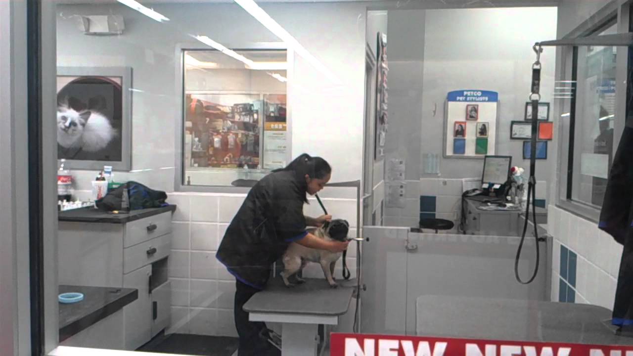 Orri At The Petco Groomers YouTube