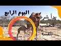 ولادة الناقة / بداية الاعتماد على النفس للمولود القعود ( سبحان الله) / Baby Camel First Steps
