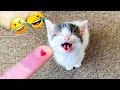 最も面白い動物 😂 爆笑の猫と犬 2025 😹🐶