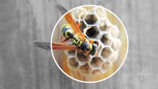 Exclusive AskNature Nugget Ep. 19: Paper Wasp Profile
