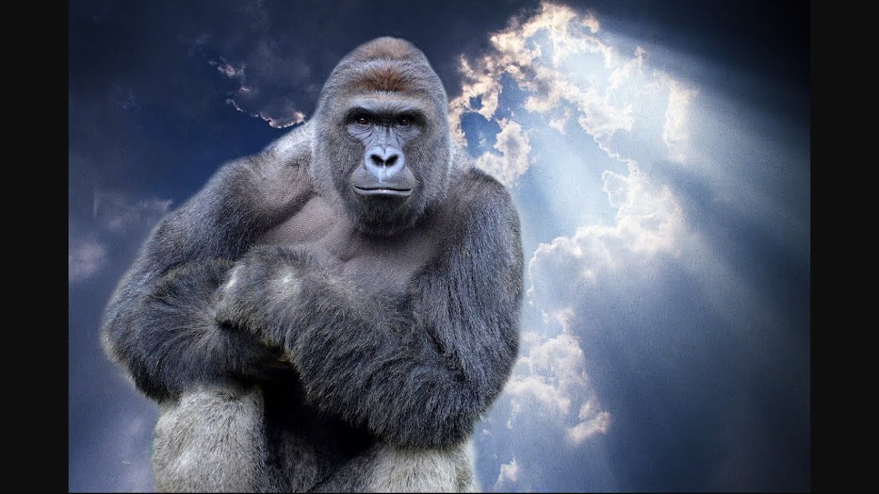 Harambe's Revenge on Cincinnati!!!!!! SO MANY HURDLES!!!! Madden 18