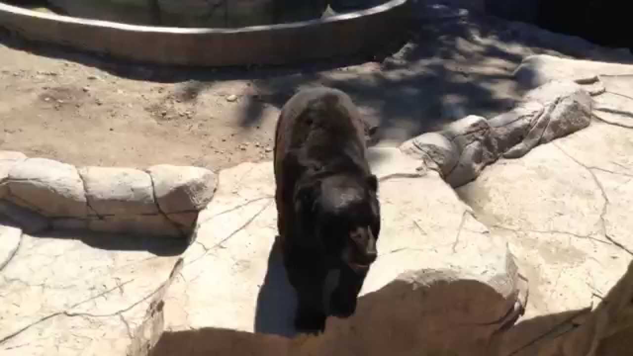 Parque Morelos Tijuana Zoo YouTube