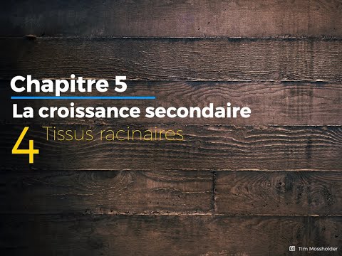 Vidéo: Racine D'avoine. Croissance