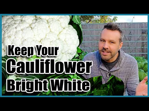 Video: Cauliflower Curd Problems - Yuav Ua Li Cas Kom Tsis Tau Lub Taub Hau Ntawm Cauliflower Cog