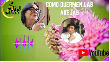 ¿A qué hora se duermen las abejas?