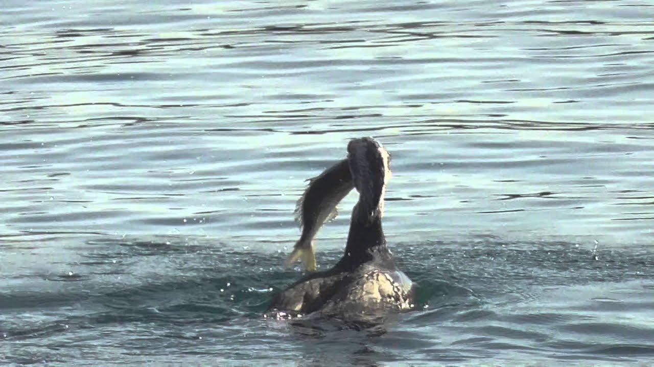 信じられないほどの大きな魚を丸呑みする海鵜 ウミウは貪欲で有名ですが ここまでの大きな魚をのみ込むとは ほとんど蛇並みです あっぱれ Youtube 信じられないほどの大きな魚を丸呑みする海鵜 ウミウは貪欲で有名ですが ここまでの大きな魚をのみ込むとは ほとんど蛇並みです あっぱれ Youtube