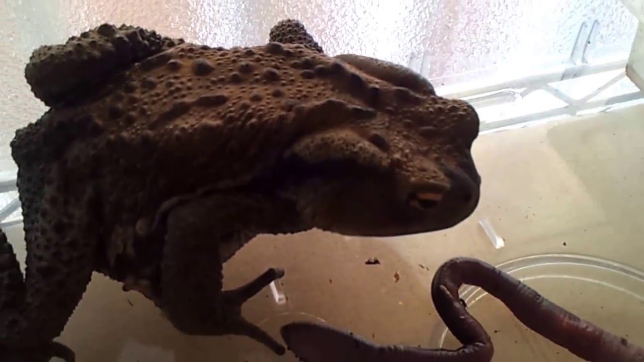 動物写真 イモリ カエル他 5月 16