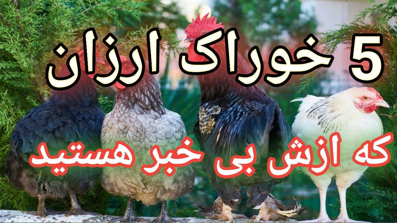 5 ماده غذایی ارزان برای پرنده , ارزانترین خوراک , خوراک ارزان