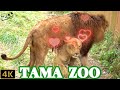 モルト好きメスライオン集結🦁💗🐱 多摩動物公園ライオン園ドキュメンタリー