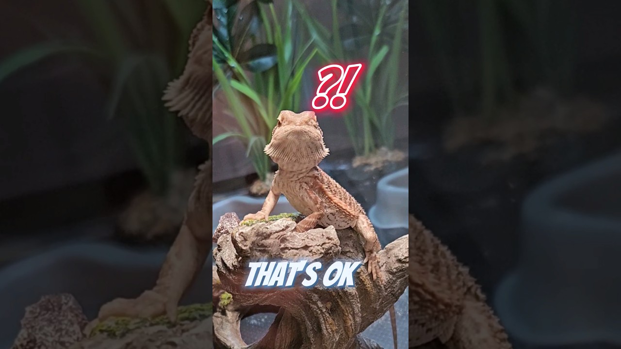 Краткое руководство по насекомым, которыми можно кормить бородатую ящерицу 