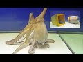 Octopus With a Big Dilemma - Behavior Observation Test