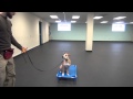 Training The Place Command, Adding The Remote Collar | Tyler Muto Dogmanship Training The Place Command, Adding The Remote Collar | Tyler Muto Dogmanship