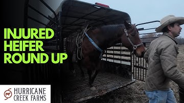 Rounding up the injured heifer