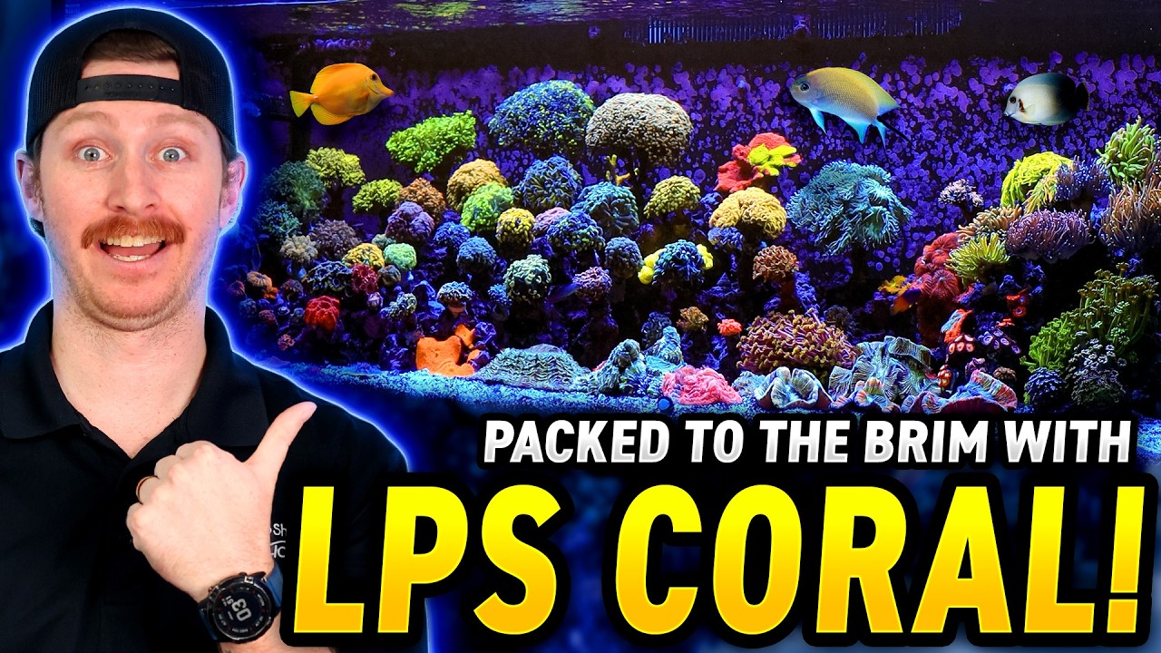 Euphyllia UTOPIA! Checking Out a 200 Gallon Thriving Reef!