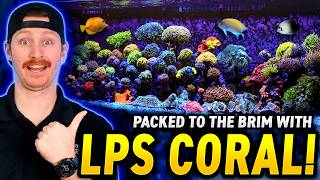 Euphyllia UTOPIA! Checking Out a 200 Gallon Thriving Reef!