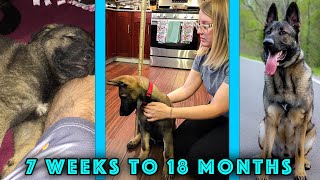 German Shepherd Growing Up - 7 Weeks to 18 Months in 10 Minutes!