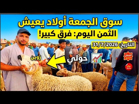 مباشرة من سوق الجمعة أولاد يعيش إقليم بني ملال الخروف الكسابي والحولي والحولية والنعجة 31/7/2026🐑🐏🇲🇦