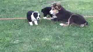 Mini Aussie Puppies for Sale! Ready to go home now! Colorado