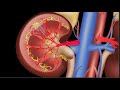 The Formation of Urine Short Version