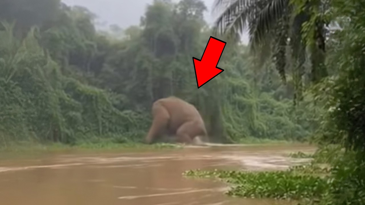 This Was Filmed in the Jungle And No One Knows What It Is