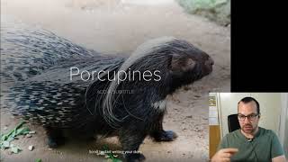 How to use Adobe Spark Page on iPad