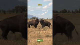 Video pertarungan hewan SAMPAI MATI ? ‼️part 4 #animals #shorts #domba #bison