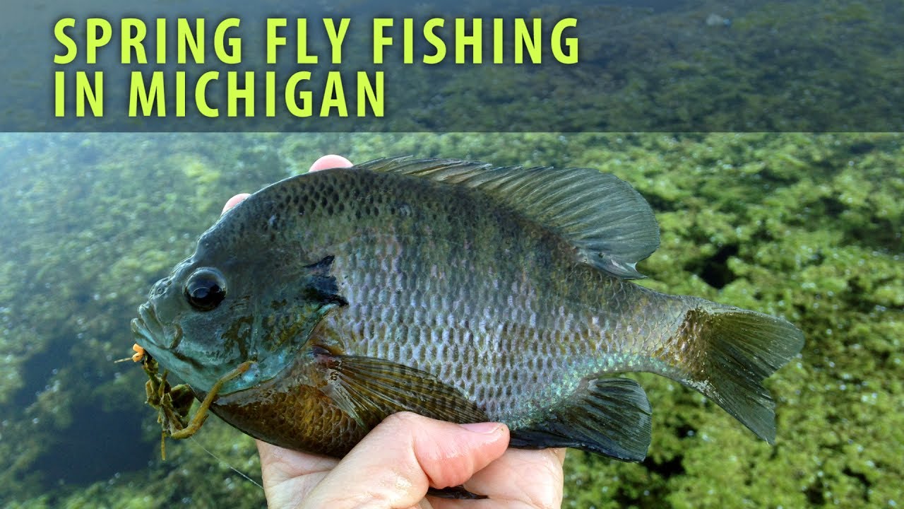 Fly Fishing For Bass Bluegill And Crappie In Michigan Spring 2017 Youtube
