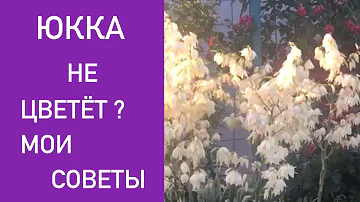 ЮККА НЕ ЦВЕТЁТ ? МОИ СОВЕТЫ