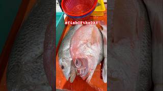 [4K]HONIARA SOLOMON ISLANDS FISH IS EVERYWHERE, FRESH & CHEAPEST BY THE ROADSIDE #shortvideo #shorts