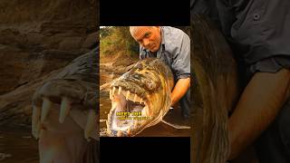 Fish That Hunts Birds in the Air 🦈🦅 #shorts #fish #birds