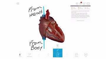 Creating 3D Drawings | Human Anatomy Atlas | 2020.0