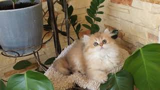 British Longhair kitten, age 2,5 months by Diana's Dream cattery 123 views 1 year ago 37 seconds