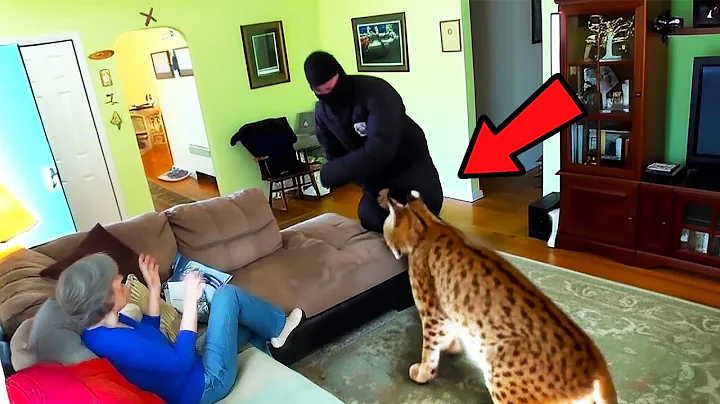 Intruder Thought She Was Home Alone, Until the Bobcat Took Him Down! He Picked the Wrong House