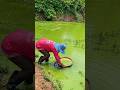 China Turns Useless Duckweed Into Natural Hair Soap! ☘️ 😳 #shortsvideo