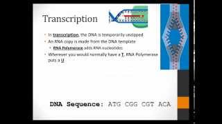 Target A7.1: Transcription