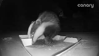 Badger enjoying fish and chips