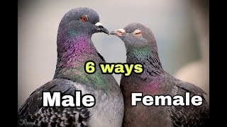 Male and Female in Pigeons ?? | 6 Ways to Identify