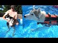 Huskies Swimming in their Own Pool