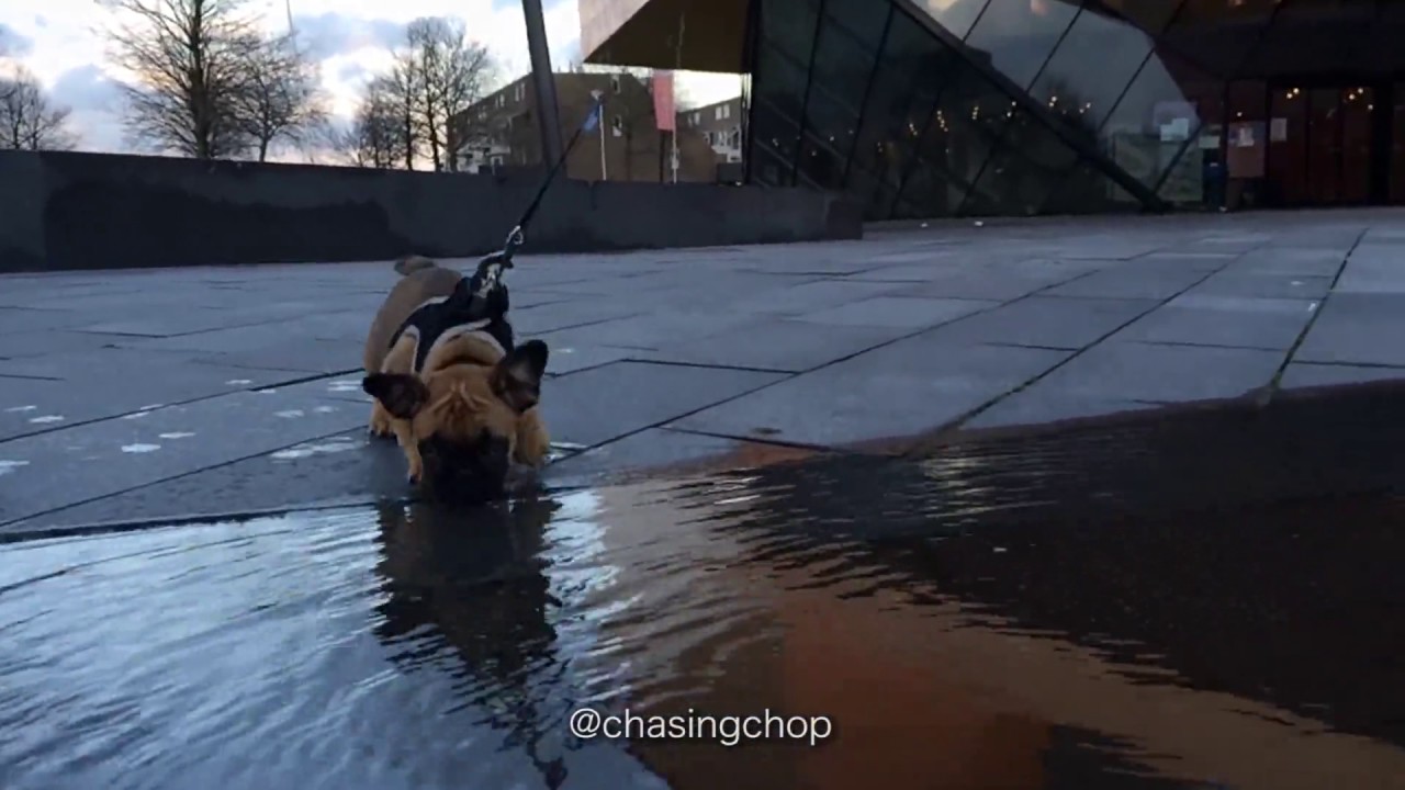 Un minuscule chien marche dans une grande flaque d'eau