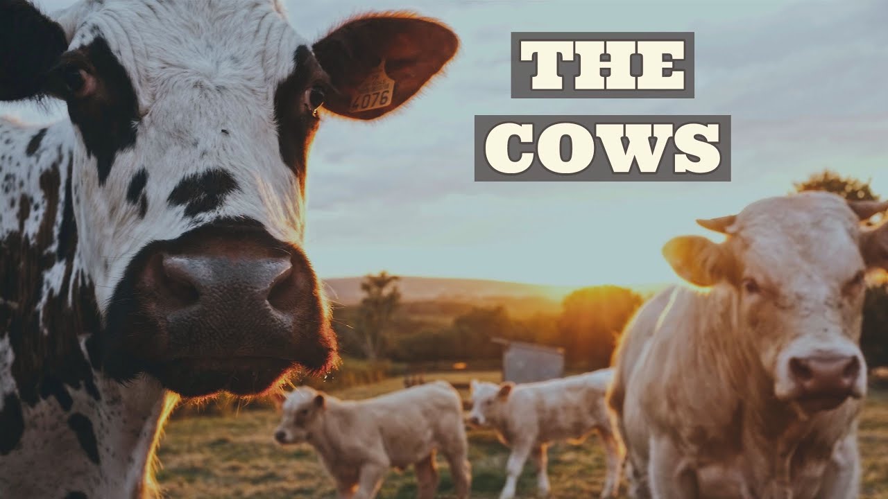 Nathaniel Wilson "The Cows"