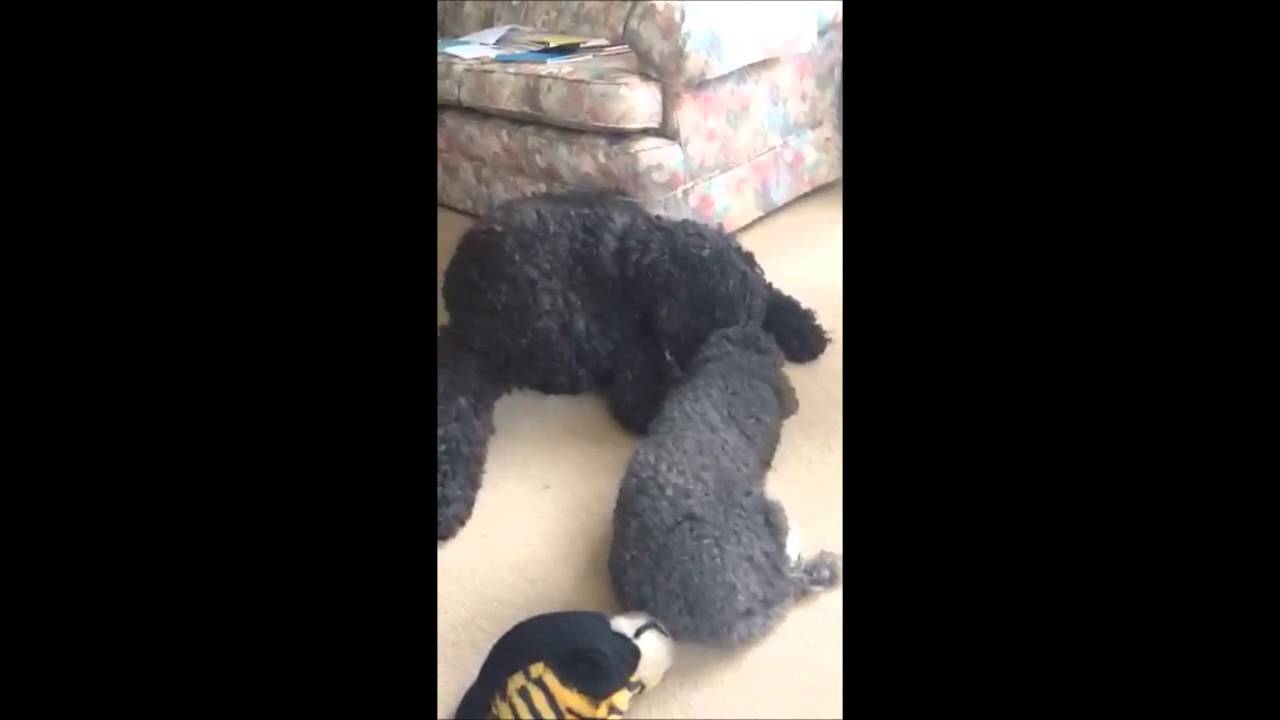 Poodle antics