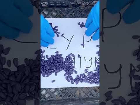 Семена подсолнечника Синельниковский УльтраРанний (СУР), 75-80 дней, Премиум (3.8-7.5), видео 3
