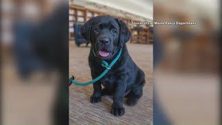 UMaine's new 'Comfort Canine' Bear